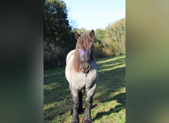 Ardenner, Hengst, 2 Jahre, 165 cm, Roan-Blue