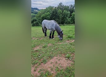 Ardenner, Hengst, 3 Jahre, 160 cm, Blauschimmel