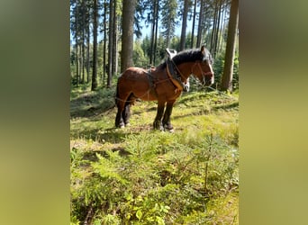 Ardenner, Hengst, 9 Jahre, 165 cm, Brauner