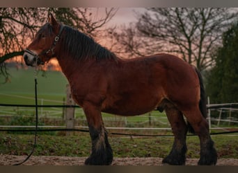 Ardenner, Hengst, 5 Jahre, 162 cm, Brauner