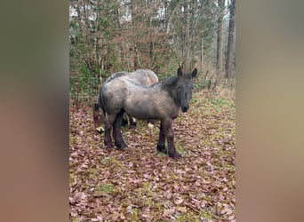 Ardenner, Hengst, Fohlen (04/2025), 153 cm, Roan-Blue