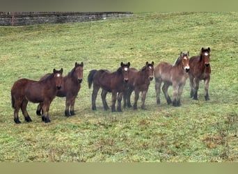 Ardenner, Hengst, Fohlen (01/2025), 155 cm, Brauner