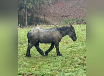 Ardenner, Hengst, Veulen (04/2025), 153 cm, Roan-Blue