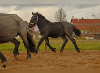 Ardenner, Hengst, Veulen (04/2025), 157 cm, Blauwschimmel