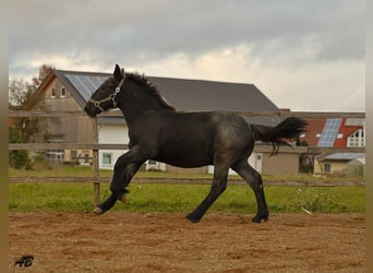 Ardenner, Hengst, Veulen (04/2025), 157 cm, Blauwschimmel