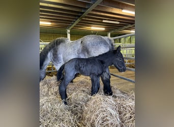 Ardenner, Hingst, Föl (03/2024), Grå-blå-brun