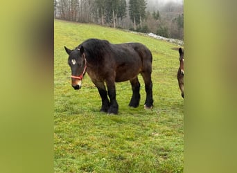 Ardenner, Merrie, 12 Jaar, 160 cm, Bruin