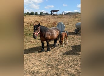 Ardenner, Merrie, 13 Jaar, 158 cm, Bruin
