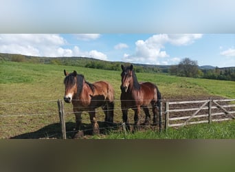 Ardenner, Merrie, 15 Jaar, Brauner