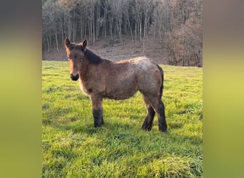 Ardenner, Merrie, 1 Jaar, 157 cm, Brown Falb schimmel