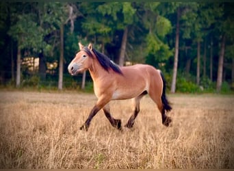 Ardenner, Merrie, 3 Jaar, 150 cm