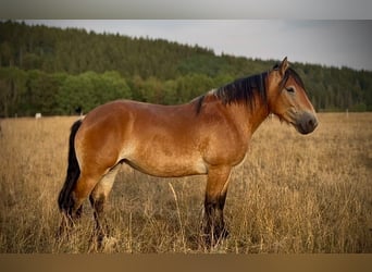 Ardenner, Merrie, 3 Jaar, 150 cm