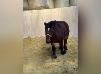 Ardenner, Merrie, 3 Jaar, 152 cm, Bruin