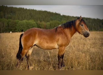 Ardenner, Merrie, 3 Jaar, 154 cm, Bruin