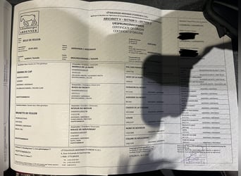 Ardenner, Merrie, 4 Jaar, 150 cm, Roan-Bay