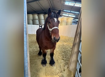 Ardenner, Merrie, 4 Jaar, 152 cm, Bruin