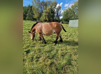 Ardenner, Merrie, 9 Jaar, Bruin