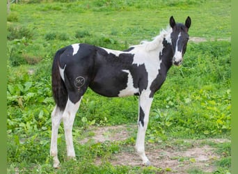 Ardenner polaco Mestizo, Caballo castrado, 1 año, 160 cm, Musgo