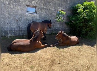 Ardenner, Ruin, 1 Jaar, Bruin