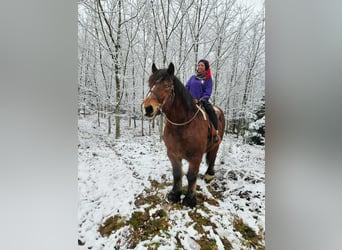 Ardenner, Ruin, 7 Jaar, 170 cm, Bruin