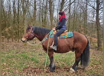 Ardenner, Ruin, 7 Jaar, 170 cm, Bruin