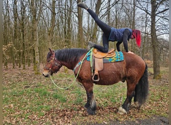 Ardenner, Ruin, 7 Jaar, 170 cm, Bruin