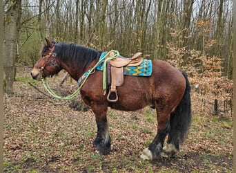 Ardenner, Ruin, 7 Jaar, 170 cm, Bruin