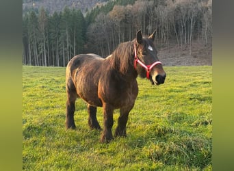 Ardenner, Stute, 12 Jahre, 160 cm, Brauner
