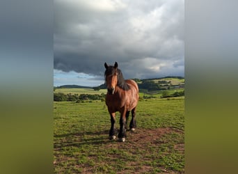 Ardenner, Stute, 13 Jahre, 155 cm, Brauner