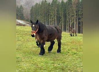 Ardenner, Stute, 13 Jahre, 160 cm, Brauner