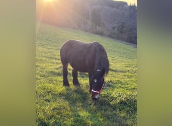 Ardenner, Stute, 13 Jahre, 160 cm, Brauner