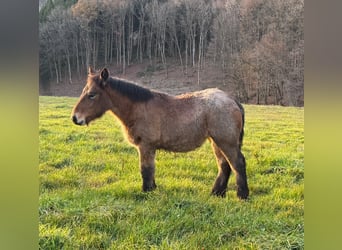 Ardenner, Stute, 1 Jahr, 157 cm, Braunfalbschimmel