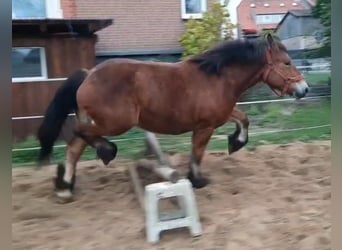 Ardenner, Stute, 2 Jahre, 155 cm, Brauner