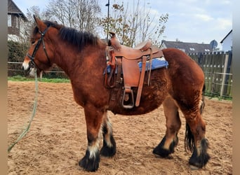 Ardenner, Stute, 2 Jahre, 155 cm, Brauner