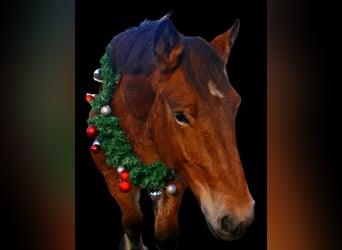 Ardenner, Stute, 2 Jahre, 155 cm, Brauner