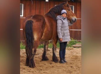 Ardenner, Stute, 2 Jahre, 155 cm, Brauner