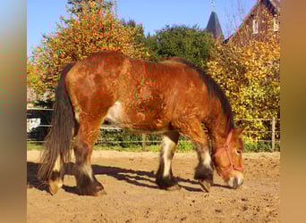 Ardenner, Stute, 2 Jahre, 155 cm, Brauner