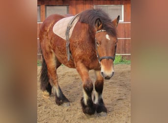 Ardenner, Stute, 2 Jahre, 155 cm, Brauner