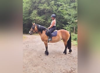 Ardenner, Stute, 3 Jahre, 150 cm