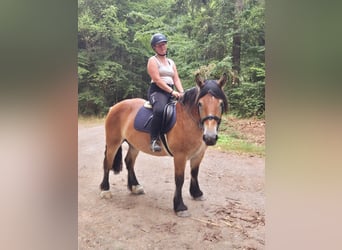 Ardenner, Stute, 3 Jahre, 150 cm