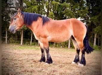 Ardenner, Stute, 3 Jahre, 150 cm