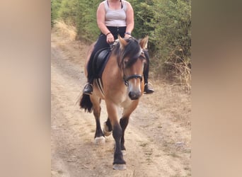 Ardenner, Stute, 3 Jahre, 154 cm, Brauner