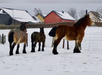 Ardenner, Stute, 3 Jahre, 160 cm, Brauner