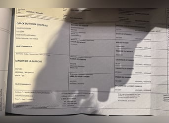 Ardenner, Stute, 4 Jahre, 152 cm, Brauner