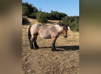 Ardenner, Stute, 4 Jahre, 153 cm, Braunfalbschimmel