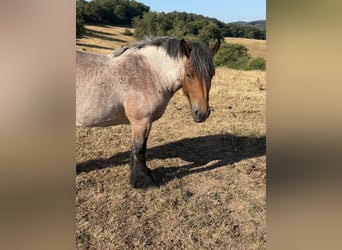 Ardenner, Stute, 4 Jahre, 153 cm, Braunfalbschimmel
