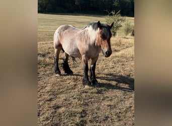 Ardenner, Stute, 4 Jahre, 153 cm, Braunfalbschimmel