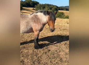 Ardenner, Stute, 4 Jahre, 153 cm, Braunfalbschimmel