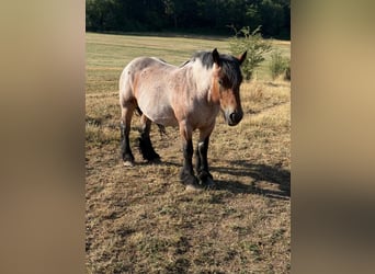 Ardenner, Stute, 4 Jahre, 153 cm, Roan-Bay