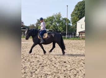 Ardenner Mix, Stute, 4 Jahre, 154 cm, Rappe